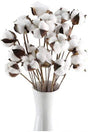 10 pcs Natural Cotton Branches - Swordslife