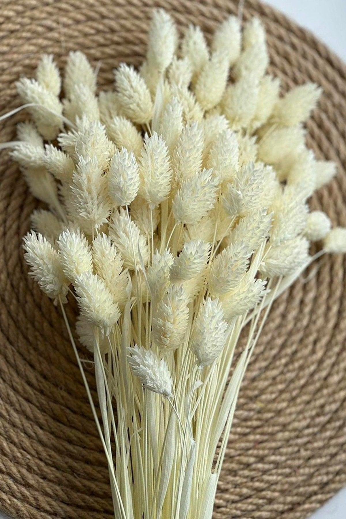 Dried Cream Color Bird Grass Ornamental Vase Palaris Flower 30 Branch - Swordslife