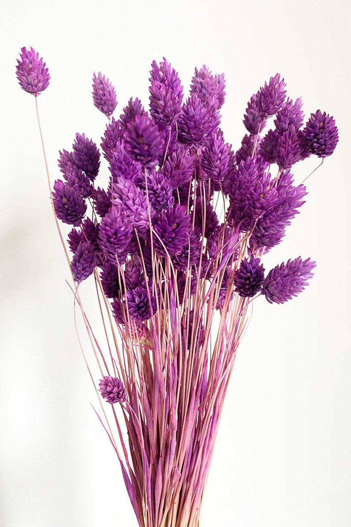 Dried Purple Bird Grass Ornamental Vase Palaris Flower 30 Branch - Swordslife