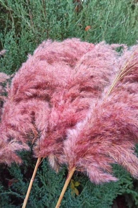 8 Pack Big Bunch Pampas Pink 100cm Tall - Swordslife