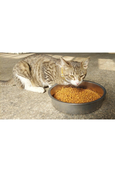 Cat Dog Large Food Water Bowl Xl Large Size