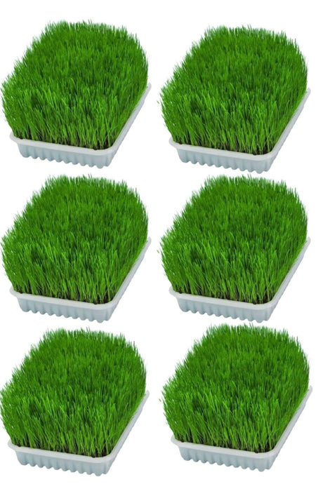 Cat Grass Mix Mixture Cat Grass 6x Pieces