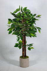 100 Cm Benjamin Tree in Ceramic Pot - Swordslife