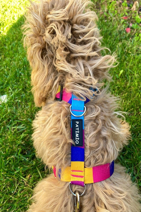 Colors Dog Harness