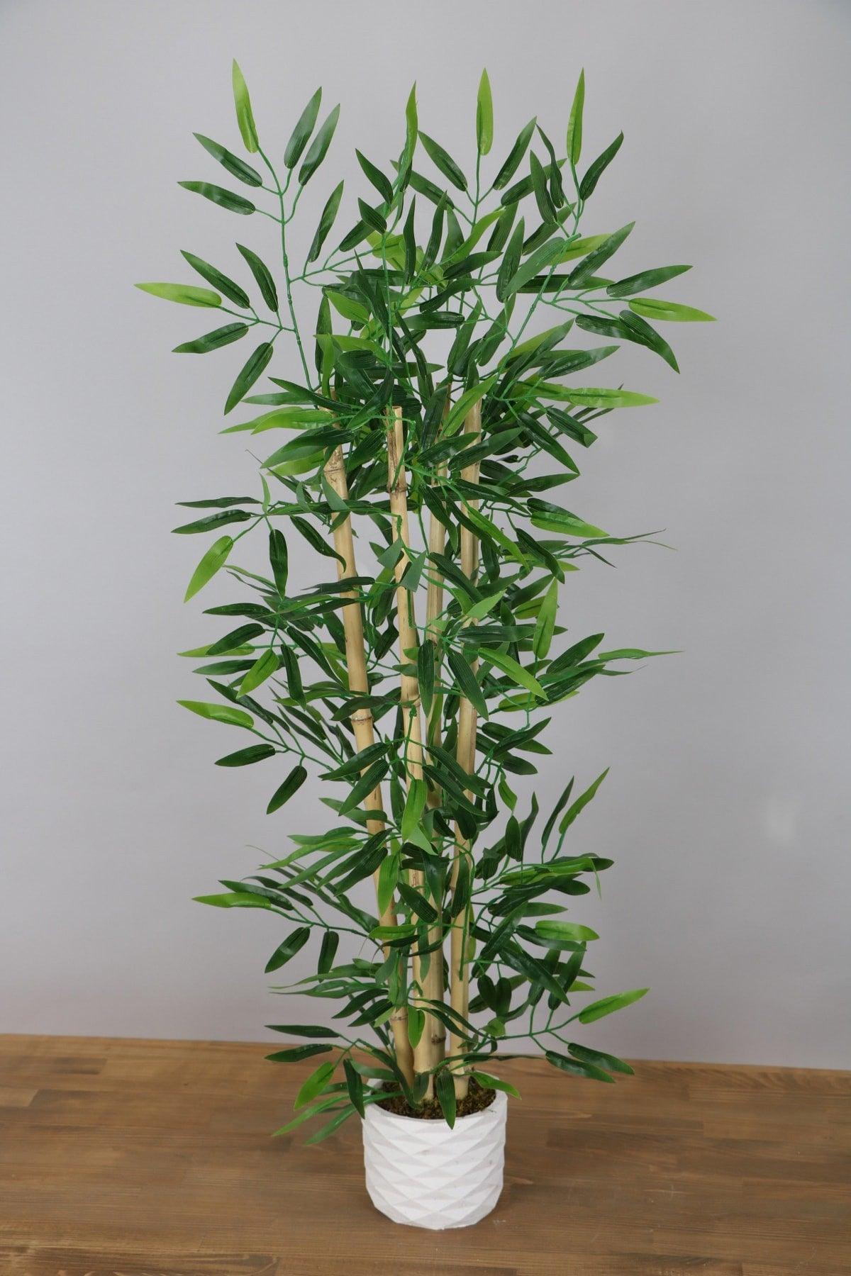 Bamboo Tree in Concrete Pot with 4 Trunks 110 Cm - Swordslife