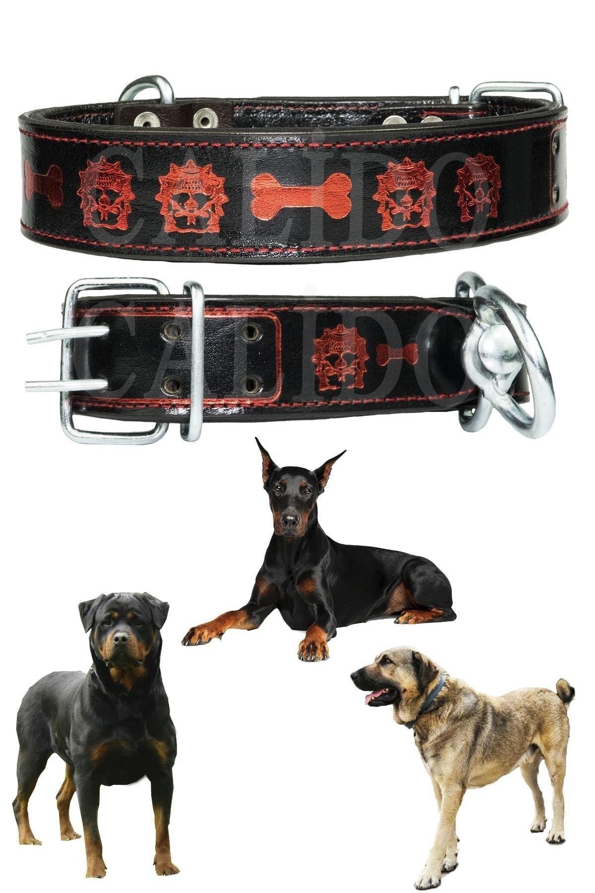 Double Layer Leather Dog Collar Rottweiler