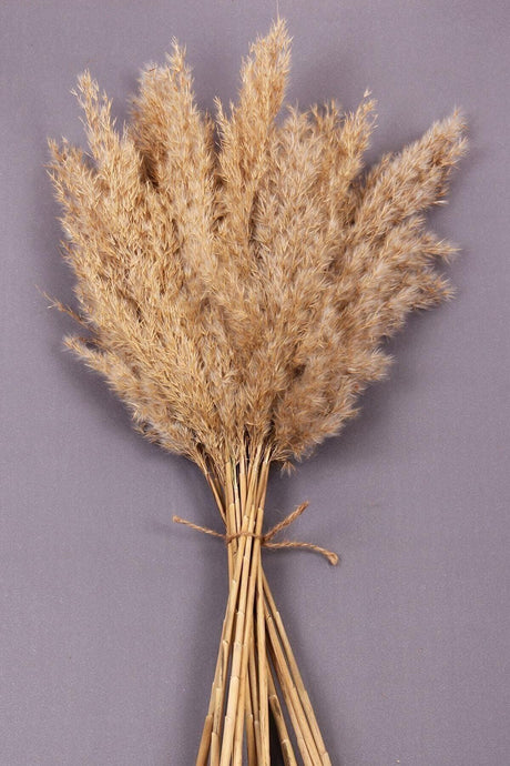 Dried Flower Pampas 15 Pieces 100 Cm - Swordslife