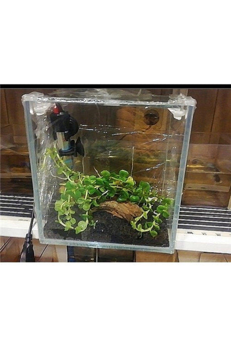 Extra Clear Glass Betta Aquarium 20*15*20 H