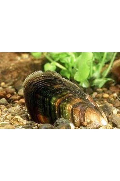 Freshwater Mussel 2 Pieces 4-9 Cm