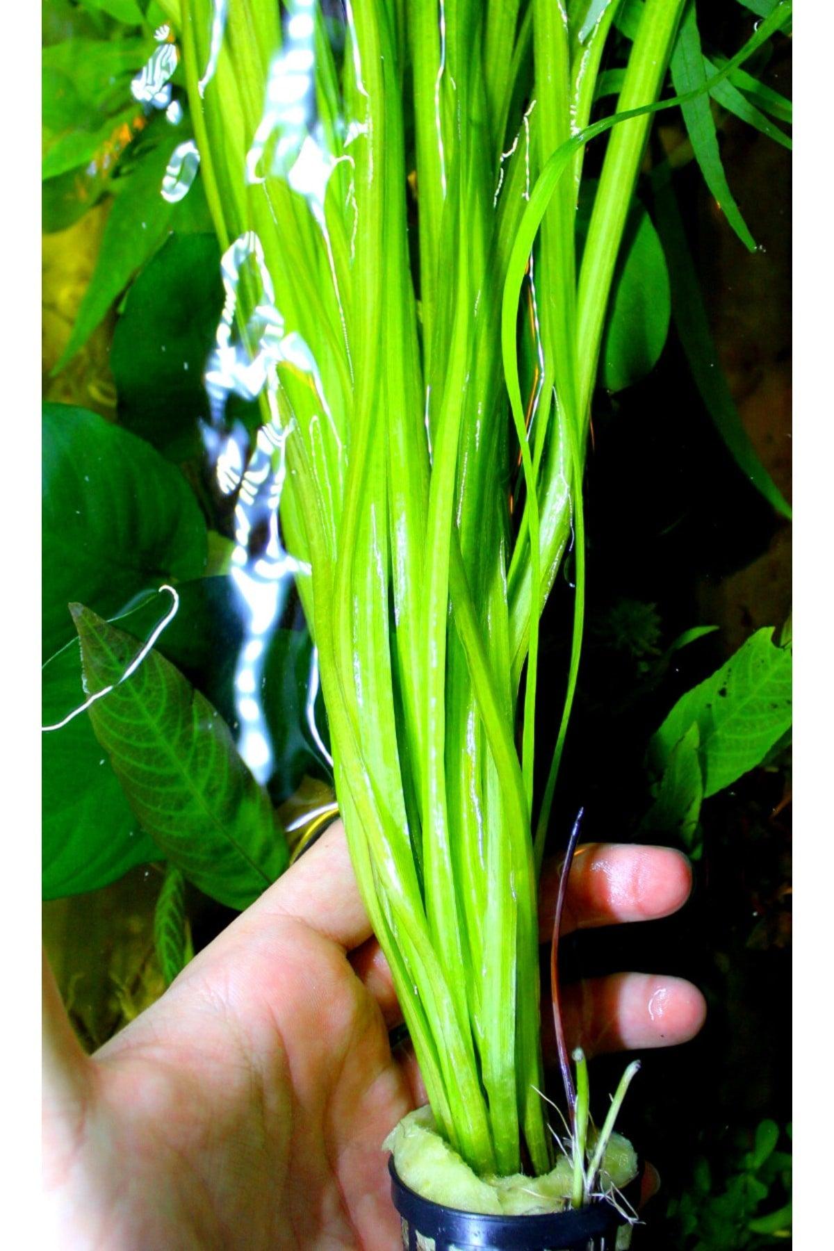 Giant Sedge 1 Vineyard Aquarium Plant Live Plant