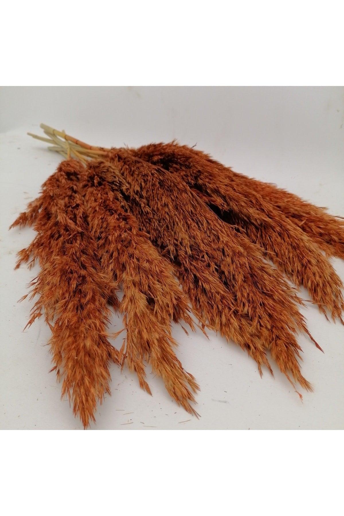 Dried Flower Decorative Pampas 8 Pieces Orange Color - Swordslife