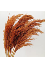 Dried Flower Decorative Pampas 8 Pieces Orange Color - Swordslife