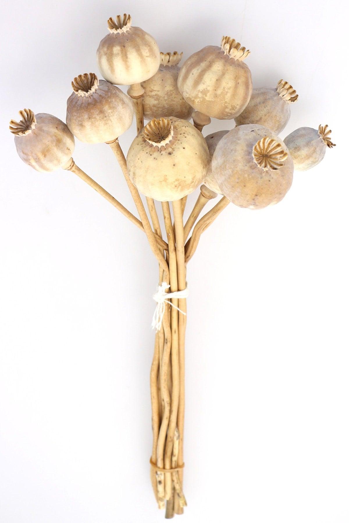 Dried Flower Imported Papaver Grass Natural 35cm - Swordslife