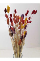 Dried Flower Palaris Bird Grass Mixed Colors Length 45cm, 50-55 Stem - Swordslife