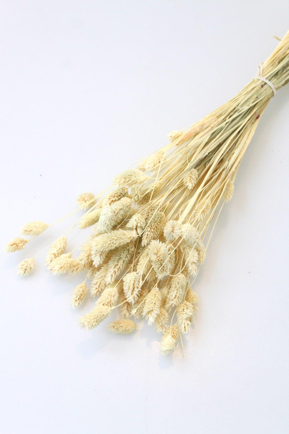 Dried Flower Palaris Bird Grass Natural - Swordslife