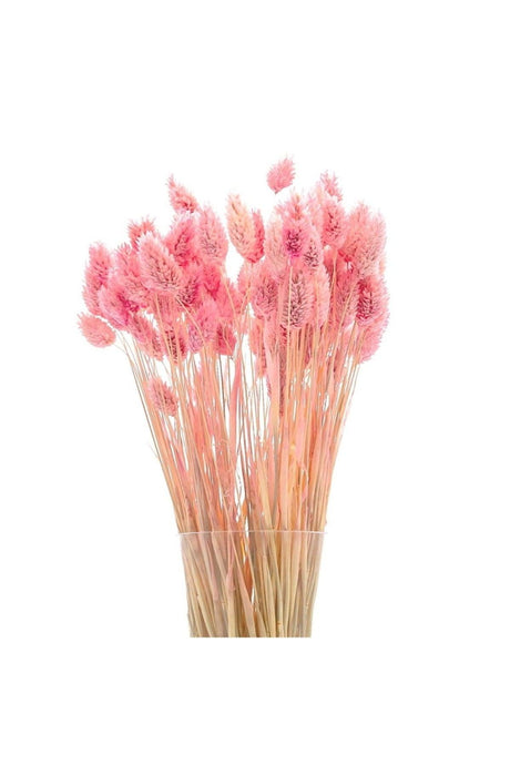 Dried Flower Palaris Bird Grass Pink Length 45cm 55 Stem - Swordslife