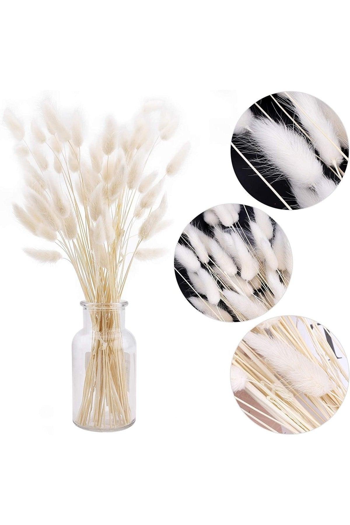 Dried Flower Cotton Grass Lagurus Bunch 20-25 Branch (Grain) - Swordslife