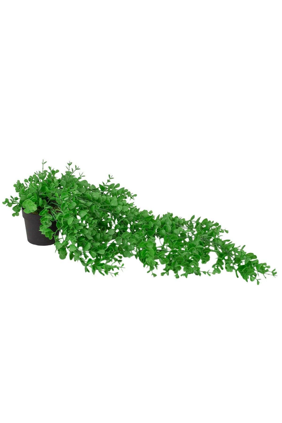 Hanging Boxwood in Mini Black Plastic Pot - Swordslife