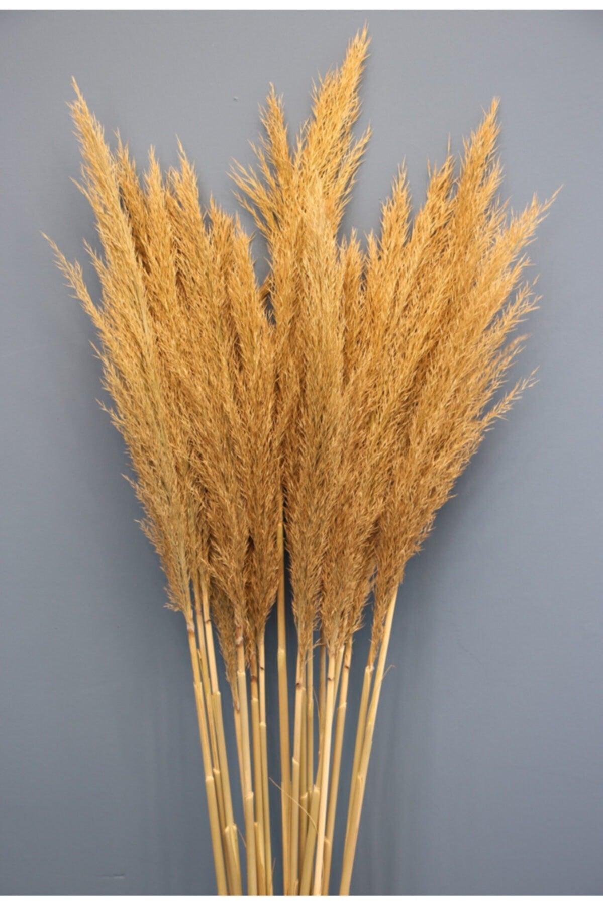 Natural Dried Flower Pampas 45 Pieces - Swordslife