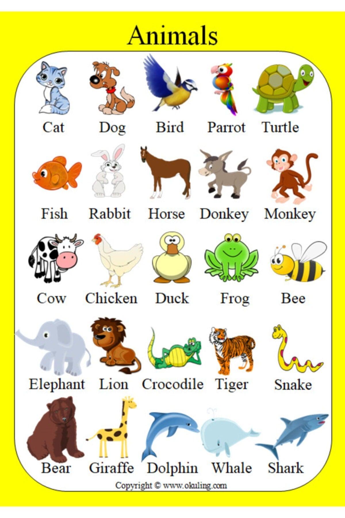 Preschool - Elementary School English Poster Set - Swordslife