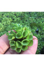 Salvinia Cuculatta 2 Root Aerial Plant