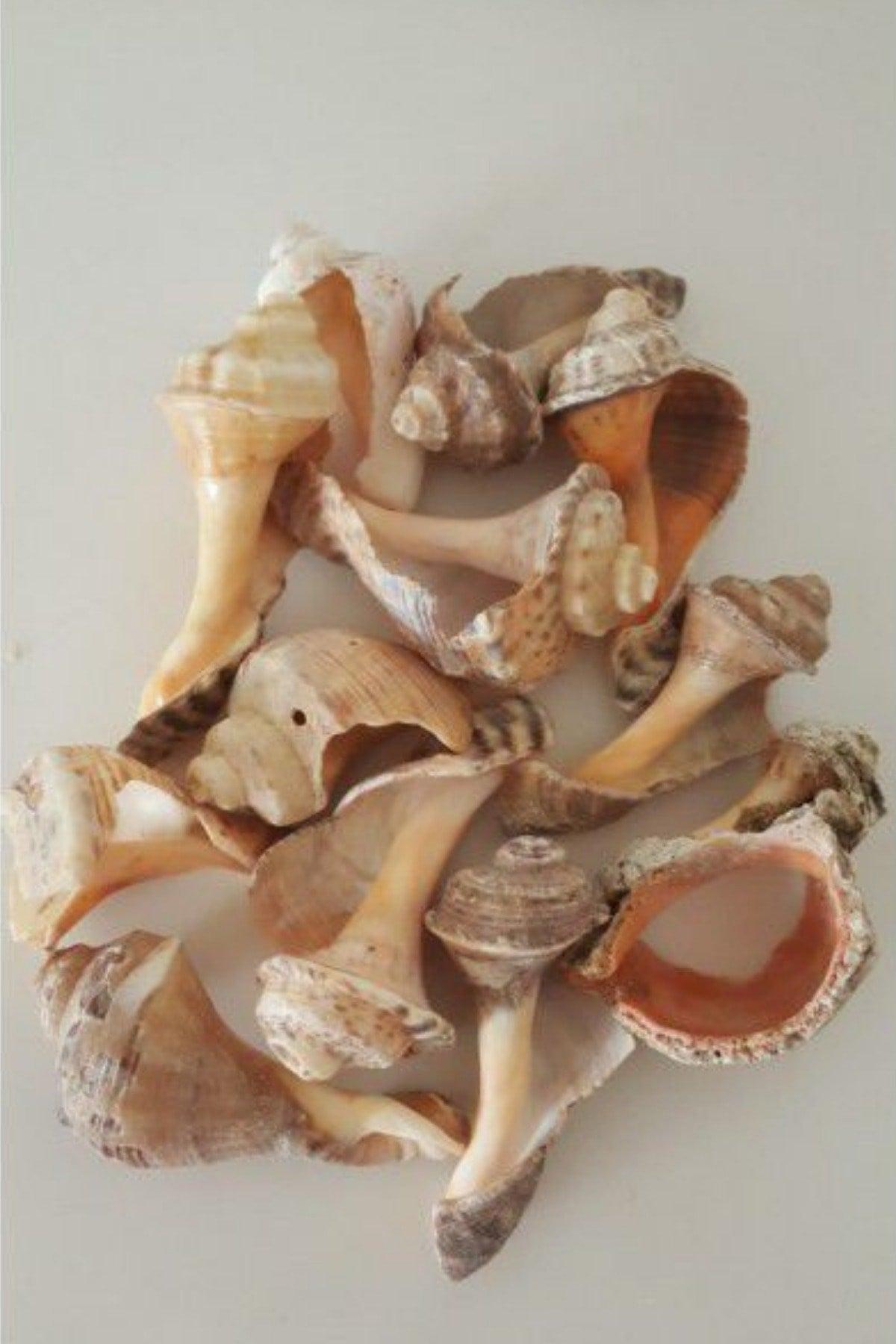 Sea Shell Ornament Decorative Aquarium Ornament