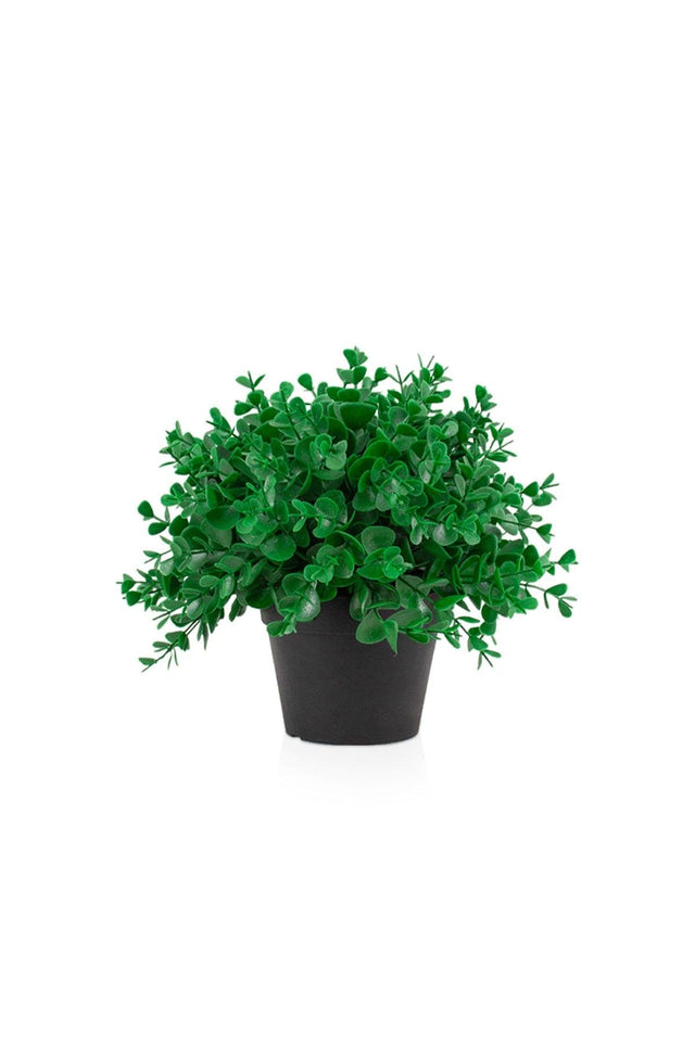 Dense Boxwood in Black Mini Plastic Pot - Swordslife