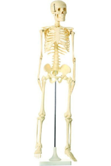 Skeleton Model 85cm