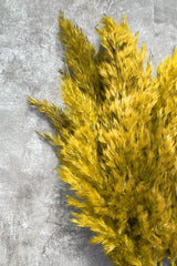 Shocked Yellow Color Pampas Bundle of 10 - Swordslife