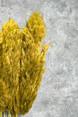 Shocked Yellow Color Pampas Bundle of 10 - Swordslife