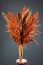 Orange Natural Shocked 16 Pack Pampas Grass 100cm - Swordslife