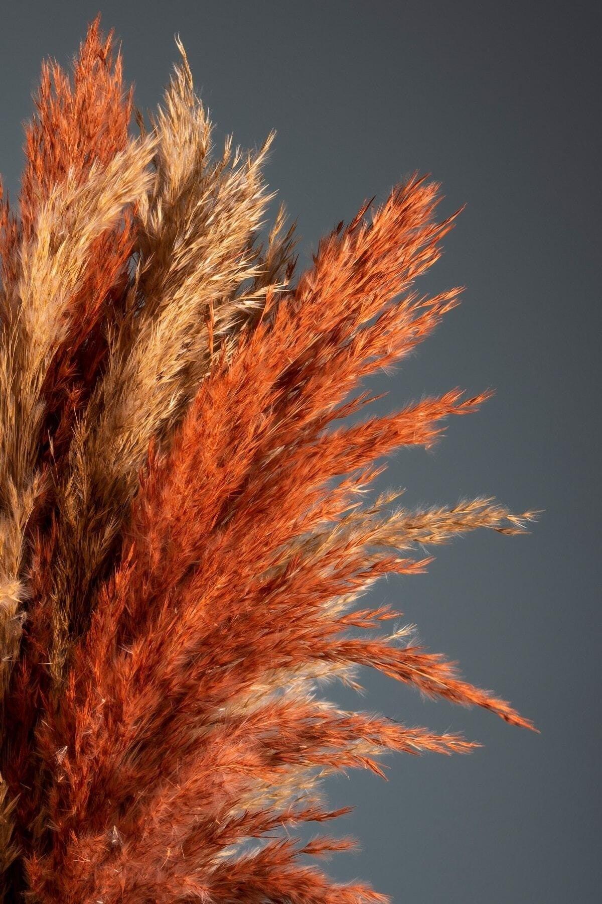 Orange Natural Shocked 16 Pack Pampas Grass 100cm - Swordslife