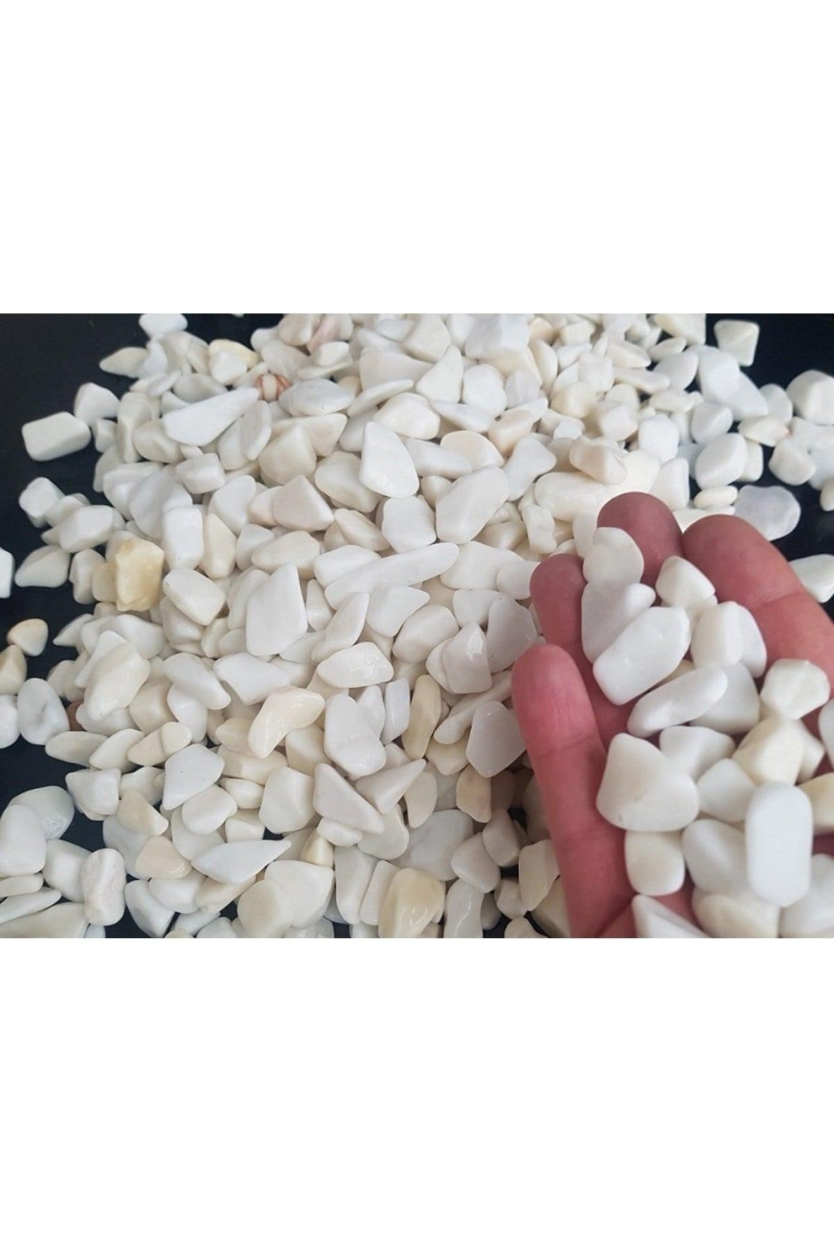 White Stone 2 Kg 1-2 Cm White Dolomite Stone Stream Stone Pebble Stone Garden Ornamental Stone Aquarium Terrarium Stone - Swordslife